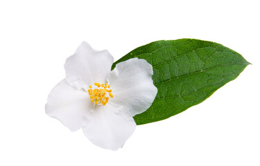 jasmine flower isolated
