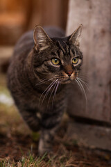 Portrait of a gray-brown European shorthair cat. The cat has discovered something interesting and is excited and curious to see what is going on.