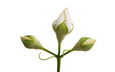 jasmine flower isolated