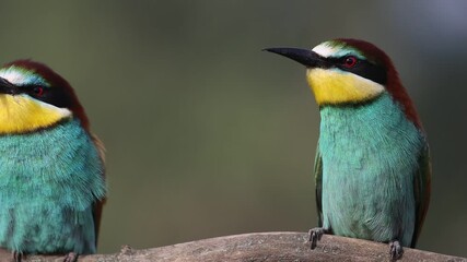 mating courtship of birds of paradise in spring