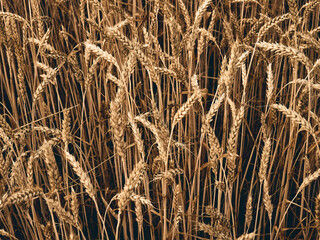 There are many ears of cereals, rye, wheat and oats, the harvest of cereals is ripe, natural...