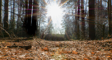 Dry foliage in the autumn forest against the backdrop of the bright sun. Avdotino. Moscow region. Russia.
