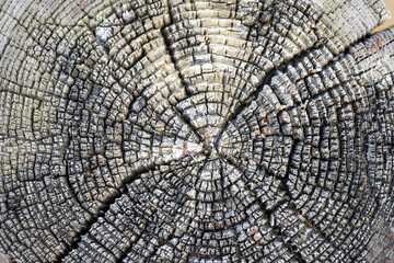 Fototapeta premium Tree Rings