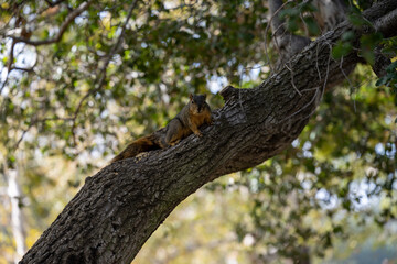 Fototapeta na wymiar Fox Squirrel 4