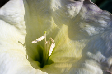 Desert Thorn-apple Flower 3