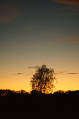 Sunset with burning sky behind the trees.