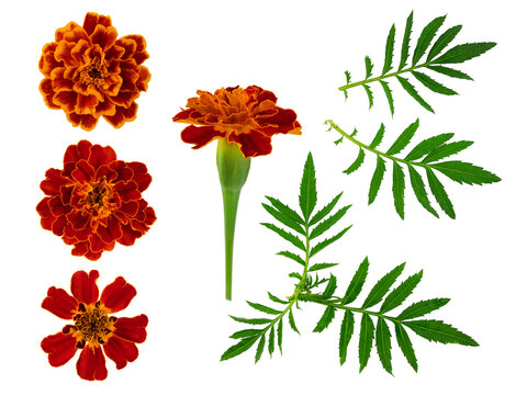 set of flowers and leaves of orange marigolds isolated on a white background, clipart