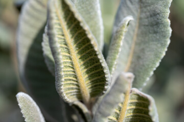 Thickleaf Yerba Santa 2