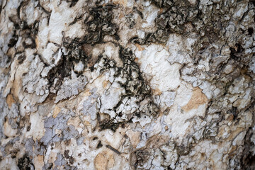 Sycamore Bark 2