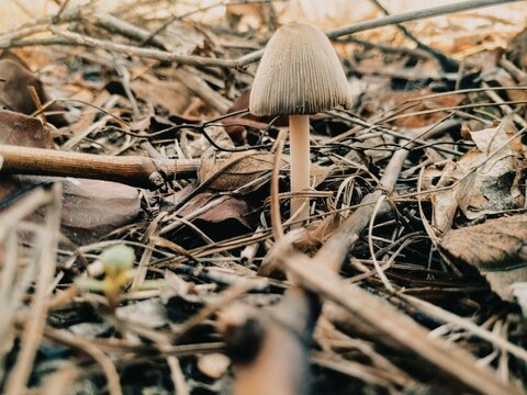 Mushroom In The Forest