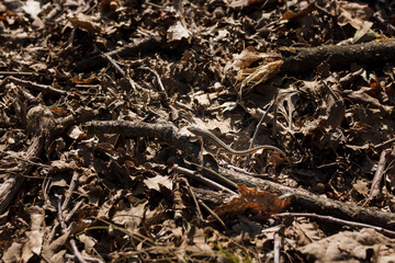 Soft focused close up shot of green lizard among dry leaves and branches of tree in forest