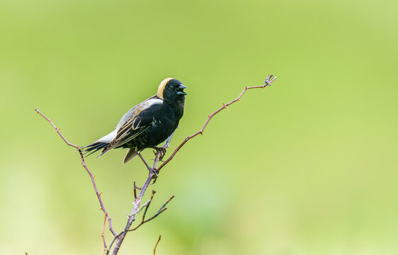 Perched Bobolink Calling