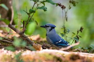 A blue jay looking for food on the ground in a shade
