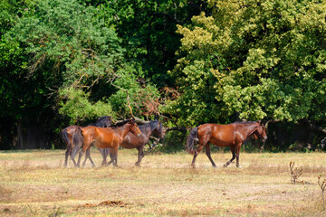 Naklejka na ściany i meble Letea forest, Tulcea county, Romania. Wild horses in Danube Delta. Natural reservation of Letea.