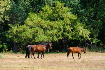 Naklejka na ściany i meble Wild horses of Letea Forest in the Danube Delta, Romania, Europe