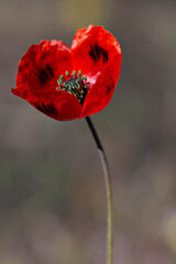 poppy beautiful flower macro bright red