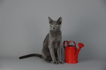 Russian blue cat with red decorative watering can for flowers on grey background. 