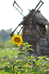 Sunflower on country plot against the background of charming old windmill. A real high windmill with spinning blades. Rustic theme as a decoration.