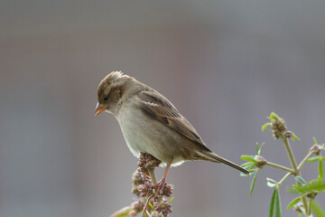 house sparrow Passer domesticus perching