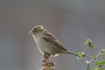 house sparrow Passer domesticus perching