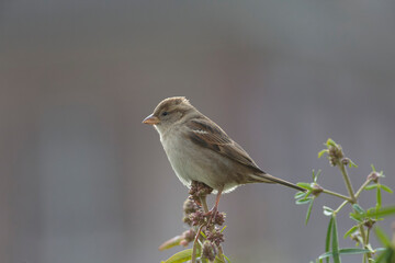house sparrow Passer domesticus perching