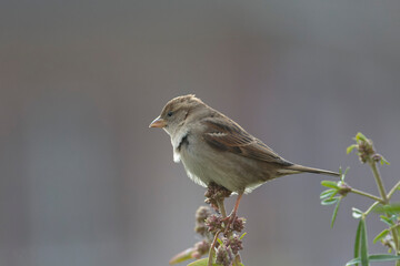 house sparrow Passer domesticus perching