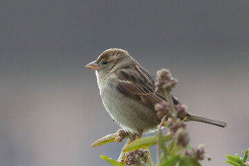 house sparrow Passer domesticus perching