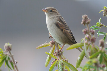 house sparrow Passer domesticus perching
