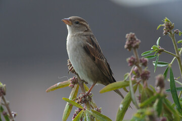 house sparrow Passer domesticus perching
