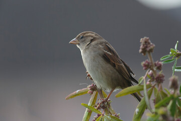 house sparrow Passer domesticus perching