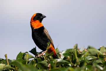 Red Bishop bird about to land on a trimmed green bush to wait for food in the bird feeder