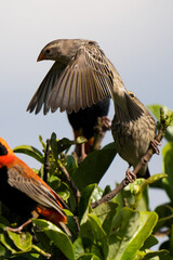 Small bird in flight spreading its wings about to land on a trimmed bush to wait for food