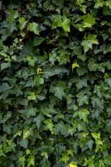 Green Wall creeper with leaves on stone built wall working on covering the wall