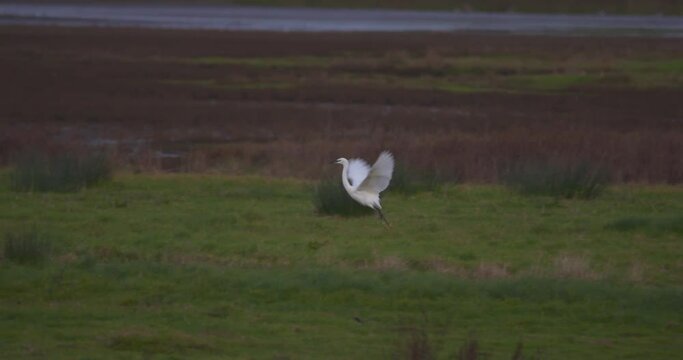 Little Egret white wading bird aggressive territorial wing display to rival
