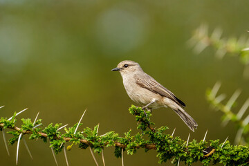 flycatcher bird on a branch 
