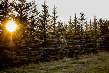 Obraz premium Sunsetting on the farm