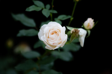 A white rose, a white rose with green leaves. 