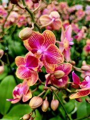 pink orchid in garden