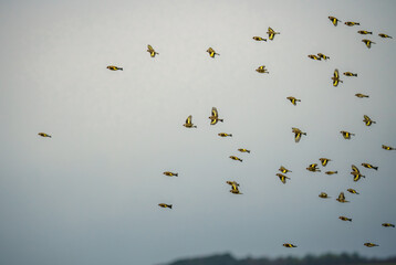 a large flock of Goldfinches (Carduelis carduelis) on the wing flying against a cloudy winter sky over Salisbury Plain Wiltshire UK - obrazy, fototapety, plakaty