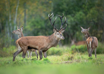 European deer male buck ( Cervus elaphus ) during rut © Piotr Krzeslak