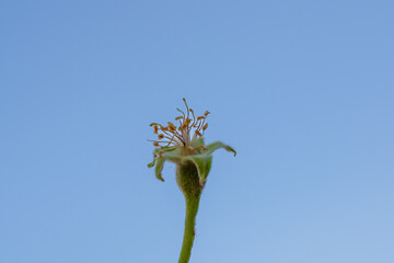 Ripening (not ripe) apple against the blue sky.