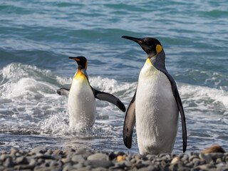 Fototapeta premium King Penguins