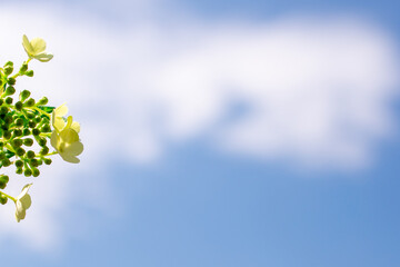 Sky and green foliage with flowers on tree branches (copy space).