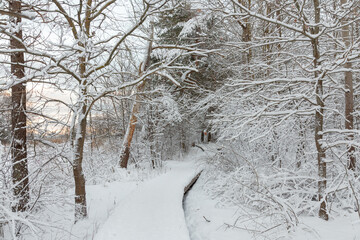 Winter outdoor landscape with lake, trees and show