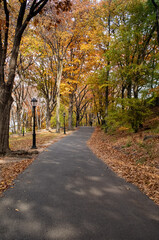 Footpath, Riverside Park, New York City, with lamp post, figure walking in the distance and autumn leaf color.  Crispness in the November air.