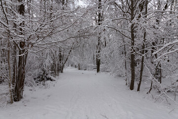 trees and branches covered with snow