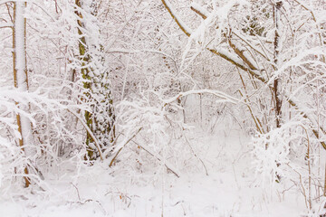 trees and branches covered with snow