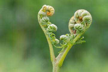 Close up of common bracken (pteridium aquilinum) in a meadow - obrazy, fototapety, plakaty