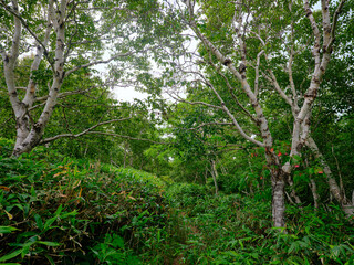 礼文岳の登山道