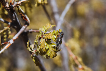 Cicadas at Mesa Verde National Park in Southern Colorado